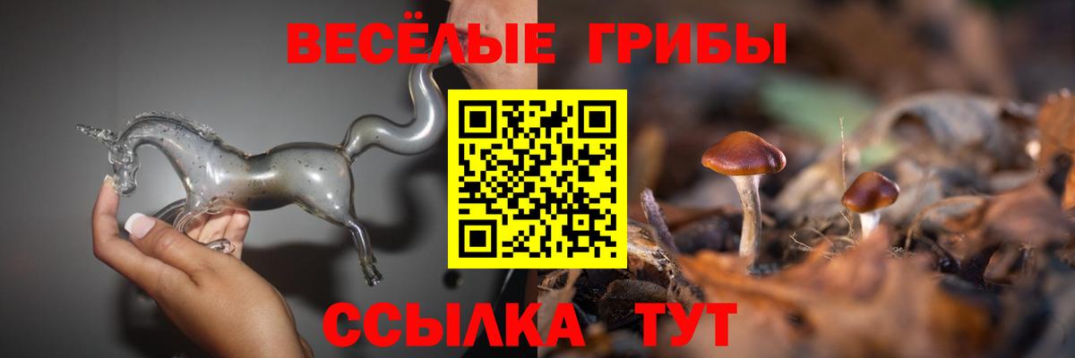 Псилоцибиновые грибы Psilocybine cubensis Шелехов